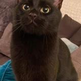 Photo de chat perdu à Ancy Les Solgne