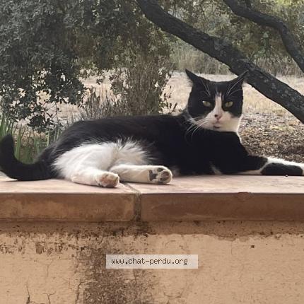 Photo de chat perdu à Murviel Les Montpellier