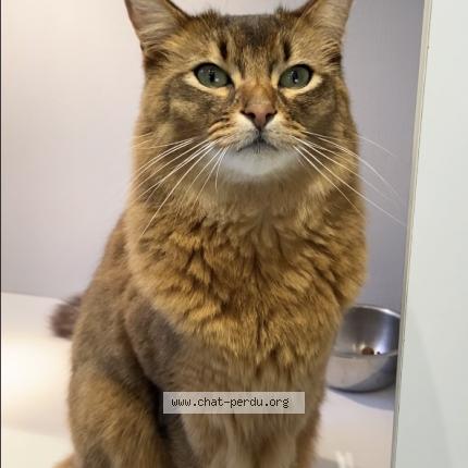 Photo de chat perdu à Cholet