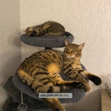 Photo 1/1 Filou Chat perdu à Bruay la buissiere