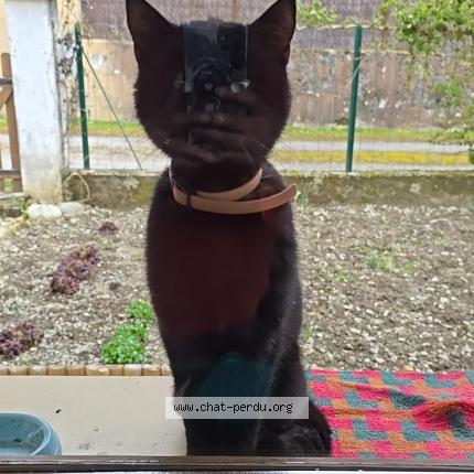 Photo de chat trouvé à La Bathie