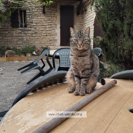 Photo 1/1 Charly Chat perdu à Gordes