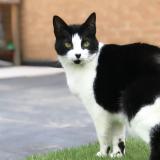 Photo de chat perdu à Leon