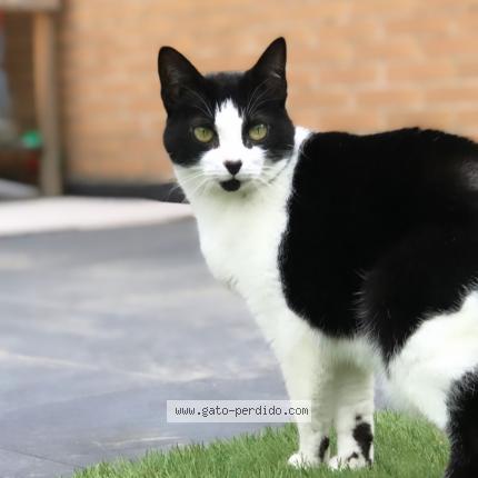 Photo 1/1 Noa Chat perdu à Leon