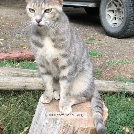 Photo 1/1 Chat retrouvé Perdu à Goyrans