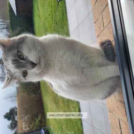 Photo de chat trouvé à Teteghem