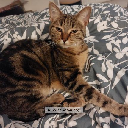 Photo 1/1 Tsuki Chat perdu à Anse