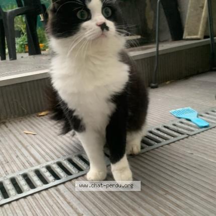 Photo 1/1 Zoro Chat perdu à Loos