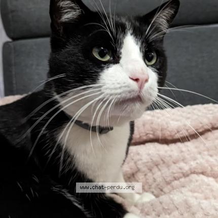 Photo 1/1 Fushi Chat perdu à St etienne du rouvray