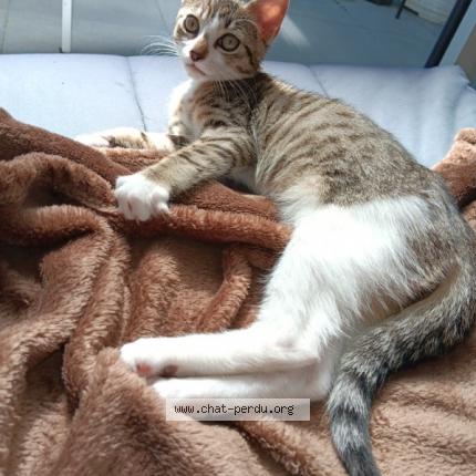 Photo 1/1 Chat retrouvé Perdu à Quimper