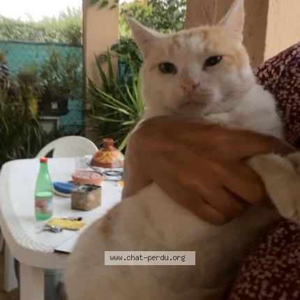 Photo 1/1 Chat retrouvé Perdu à Lunel