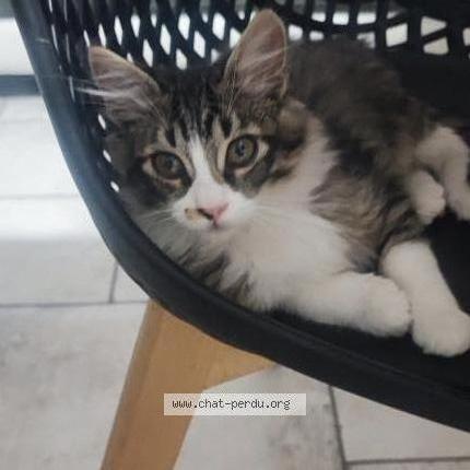 Photo de chat perdu à Esperce