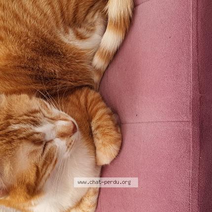 Photo de chat perdu à Tours
