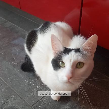 Photo 1/1 Chat retrouvé Perdu à Roppenheim