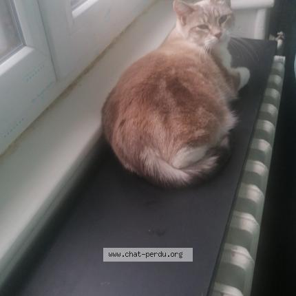 Photo de chat perdu à Montbeliard