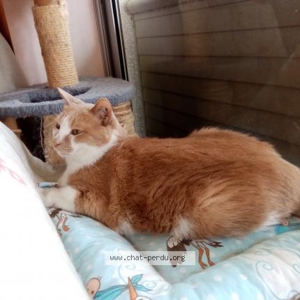 Photo 1/1 Chat retrouvé Perdu à Cozes