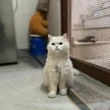 Photo de chat perdu à Agra