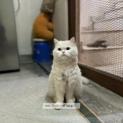 Photo 1/1 Sheeri Chat perdu à Agra