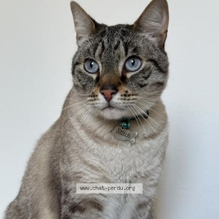 Photo 1/1 Chat retrouvé Perdu à Saint Romain Le Puy