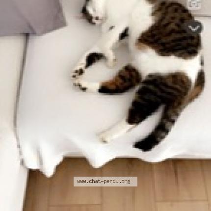 Photo 1/1 Lenny Chat perdu à Genlis