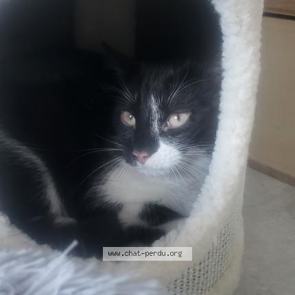 Photo de chat perdu à Saint Martin D Uriage