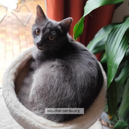 Photo 1/1 Floky Chat perdu à Flers en escrebieux