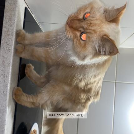 Photo de chat trouvé à Toulouse