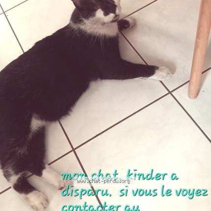 Photo de chat perdu à Belfort 90000