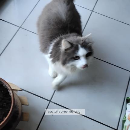 Photo 1/1 Mimi Chat perdu à Montauban