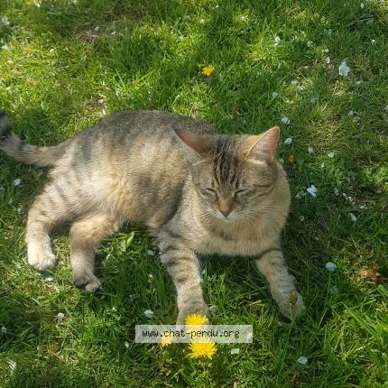 Photo de chat perdu à Boussieres Sur Sambre