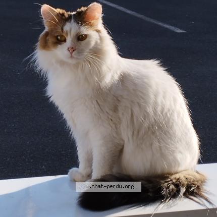 Photo 1/1 CURTIS Chat perdu à Nantes