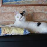 Photo de chat perdu à Meulan En Yvelines