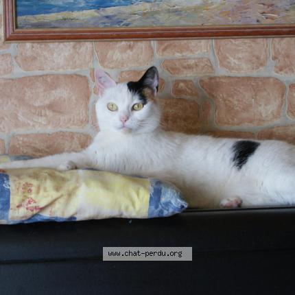 Photo 1/1 Chat retrouvé Perdu à Meulan en yvelines