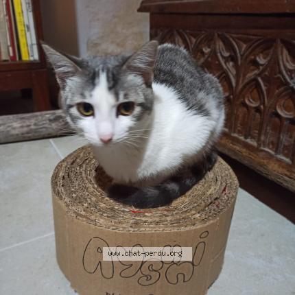 Photo de chat perdu à Aujargues