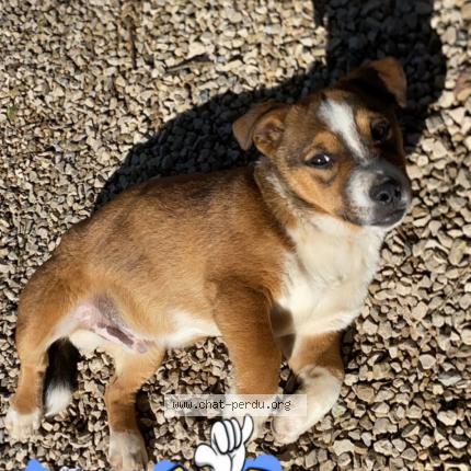 Photo 1/1 Schweppes Chat perdu à Mougins