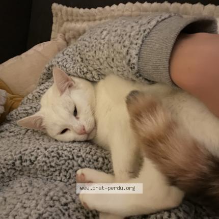 Photo 1/1 Nala Chat perdu à Melgven