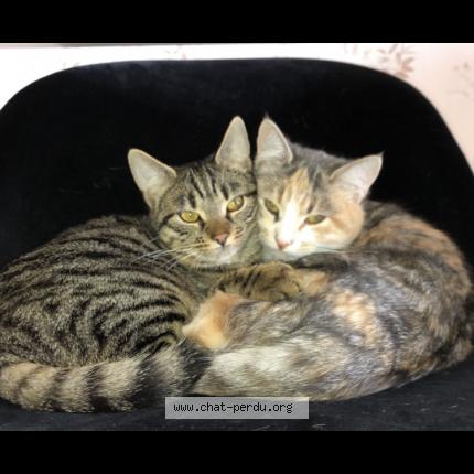 Photo de chat perdu à Montreau Fault Yonne