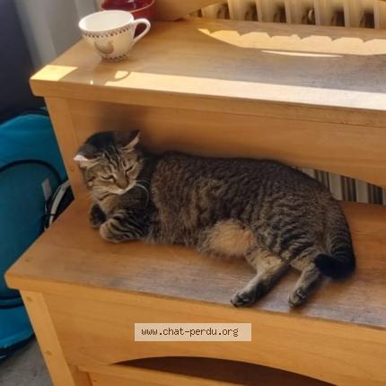 Photo de chat perdu à Saint Pierre Des Corps