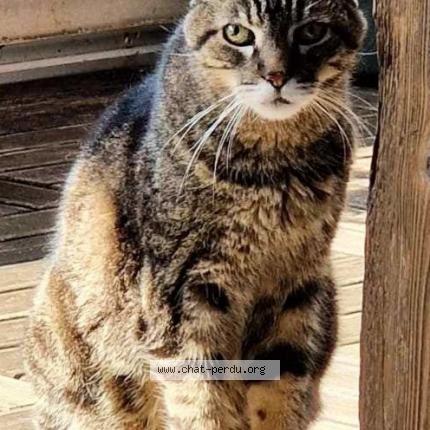 Photo 1/1 Chat retrouvé Perdu à Fontaine