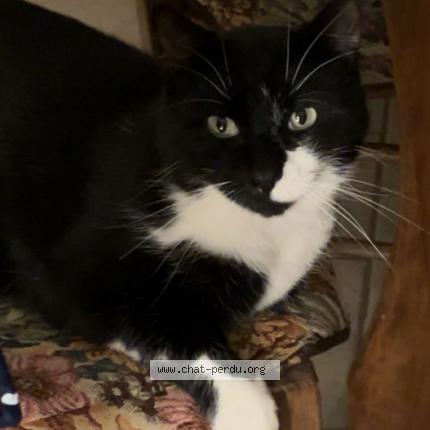 Photo 1/1 Mimi Chat perdu à Leugny