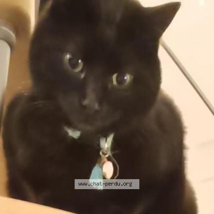 Photo 1/1 Angus O'Mary Chat perdu à Saintes