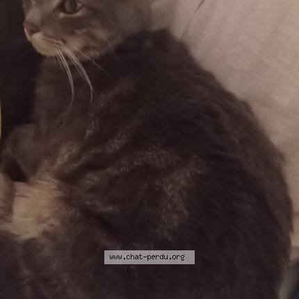 Photo 1/1 Simba Chat perdu à Morancez