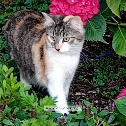 Photo de chat perdu à Saint Malo