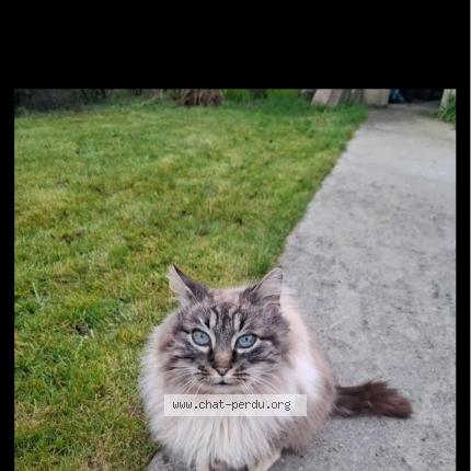 Photo 1/1 Chat retrouvé Perdu à Becon les granits