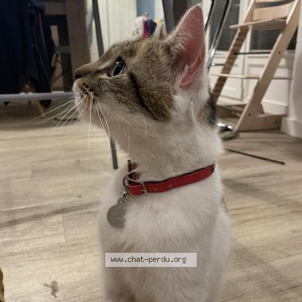 Photo 1/1 Chat retrouvé Perdu à Cormontreuil
