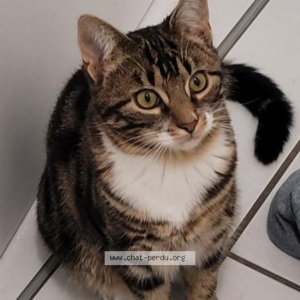 Photo 1/1 Ronron Chat perdu à Saint pierre des corps