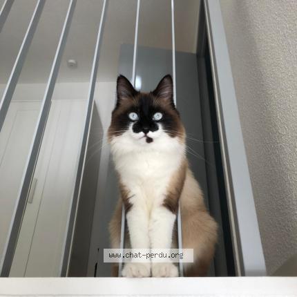 Photo 1/1 Satine Chat perdu à Ceret