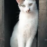 Photo de chat perdu à Uchizy