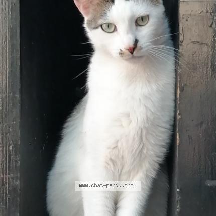 Photo 1/1 Chat retrouvé Perdu à Uchizy