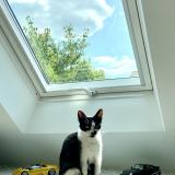 Photo de chat perdu à Verneuil Sur Seine